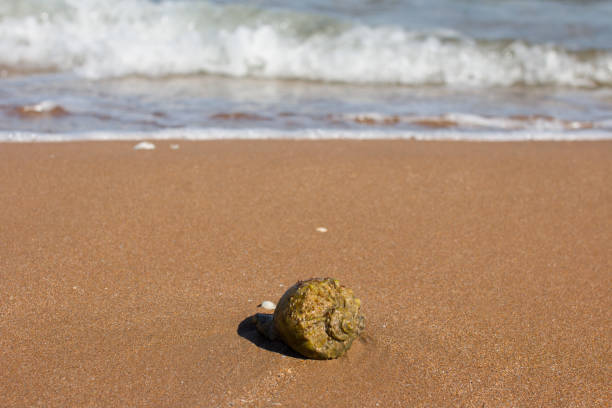 istock rapana are marine mollusks. Seashell on the seashore 2163840815