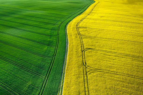 istock Fields of blooming rape field at sunrise in Poland. 2163841059