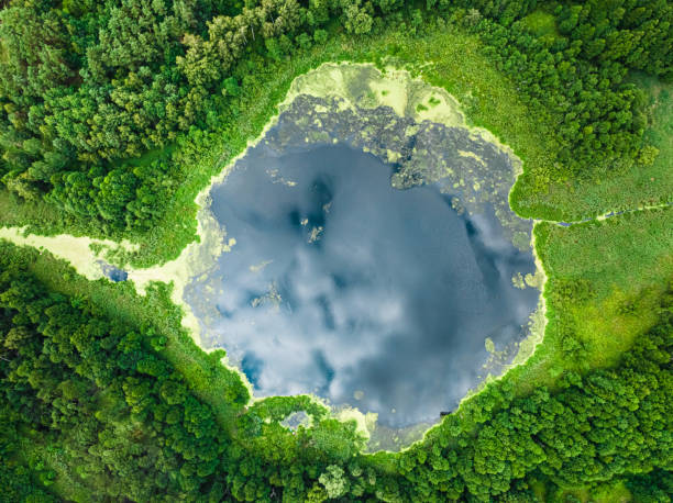 istock Lake and green swamps with algae in summer. 2163841329