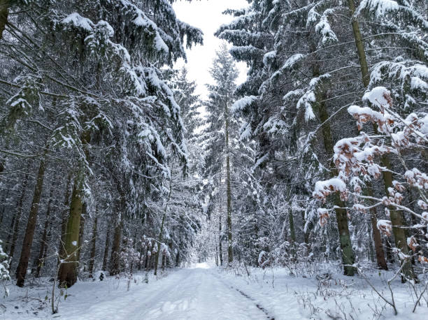 istock Snowy footpath in winter forest in Poland. 2163841361