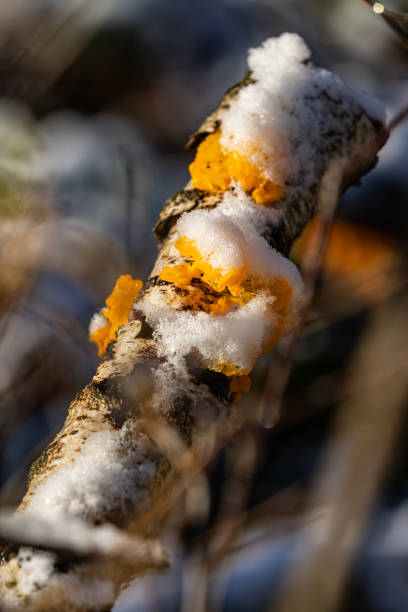 This captivating close-up photograph captures a striking contrast between the vibrant yellow fungi and the delicate, freshly fallen snow on a tree branch. The sunlight glistens off the snow, enhancing the texture and color of the fungi while creating a warm glow amidst the cold winter environment. This image beautifully showcases the intricate details and resilience of nature, highlighting the harmony between life and the changing seasons.