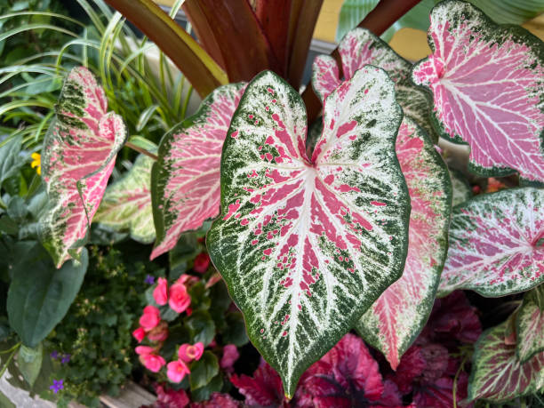 istock Caladium Plant in Window Box 2163844046
