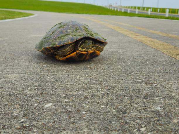 Turtle Hiding In Shell On Jogging Trail At Park