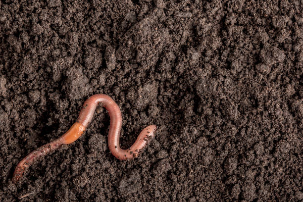 istock Earthworm in the soil 2163845181