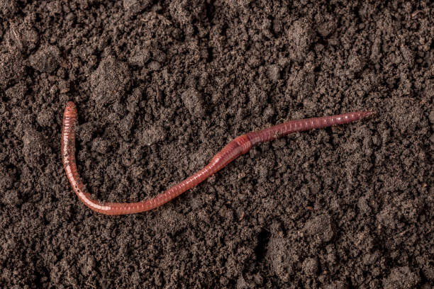 istock Earthworm in the soil 2163845196
