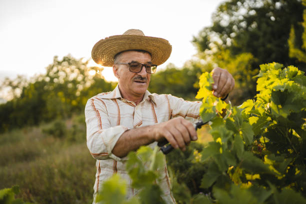 istock Senior man farmer work and pruning grape in the vineyard 2163845745
