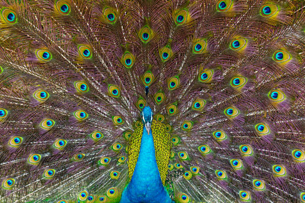 istock Indian peafowl (Pavo cristatus), also known as the blue peafowl. 2163845768