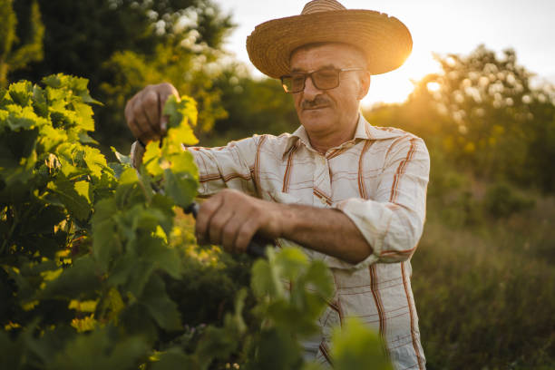 istock Senior man farmer work and pruning grape in the vineyard 2163845828