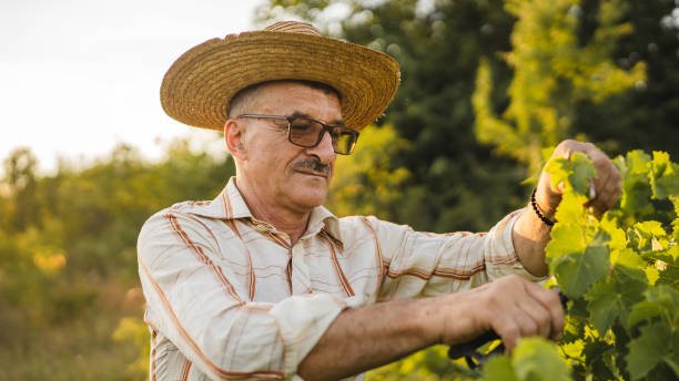 istock Senior man farmer work and pruning grape in the vineyard 2163845970