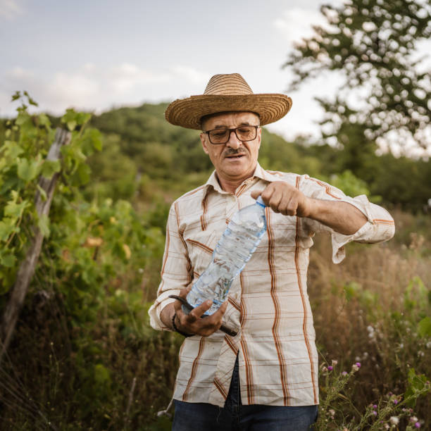istock Senior man farmer take a break from work and cutting in the vineyard 2163846192