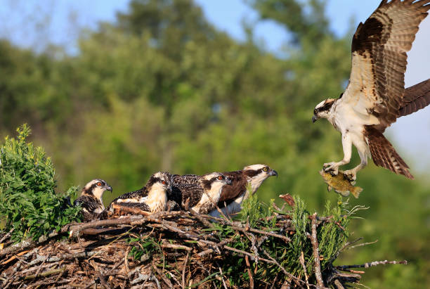 Osprey family into the nest, Quebec, Canada