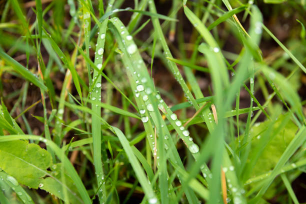 Morning. Rain