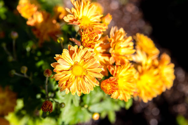 istock Green grass and chamomile in the meadow. 2163849621