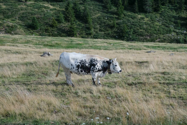 Black and white cow grazing on green meadow with blurred village house and trees in the background. Rural farm scene, agriculture, livestock, countryside, organic dairy and spring landscape.