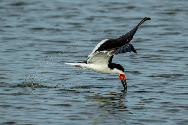 istock Black Skimmer Foraging in Flight 2163851731