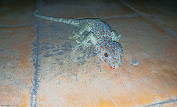 istock A young gecko is crawling on the floor 2163853240