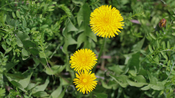 istock Yellow dandelion flowers 2163853409