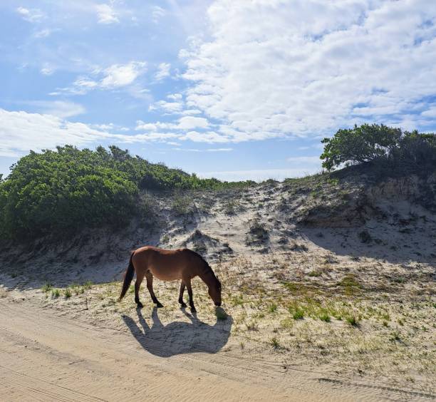 istock Wild horse in OBX 2163855799