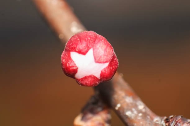 close up of plum blossom buds for background