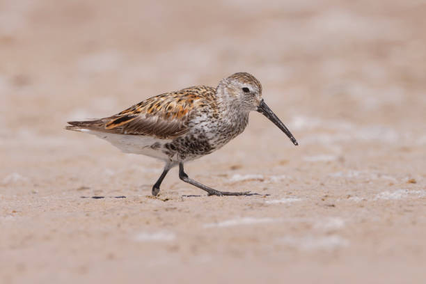 Dunlin, Florida, USA