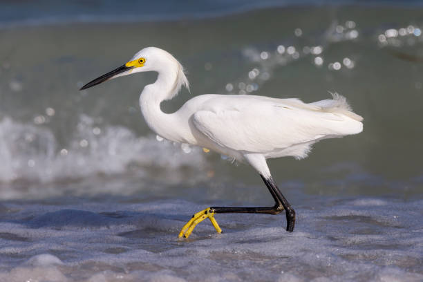 Taxon name: Snowy Egret\nTaxon scientific name: Egretta thula\nLocation: Lido Beach, Sarasota, Florida - US State