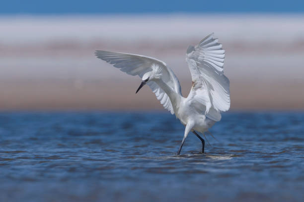 Taxon name: Reddish EgretTaxon scientific name: Egretta rufescensLocation: Fort De Soto Park, Florida, USA