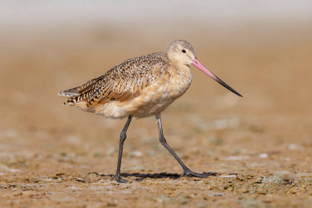 istock Marbled Godwit, Florida, USA 2163857268