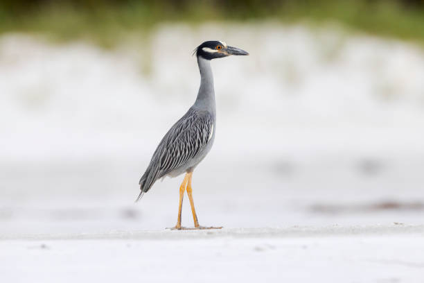 Taxon name: Yellow-crowned Night-HeronTaxon scientific name: Nyctanassa violaceaLocation: Lido Beach, Sarasota, Florida - US State