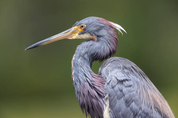 A Great Blue Heron standing in the water