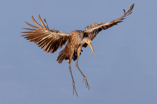 Large bird, with wide wing span, gliding over the water   Black and white