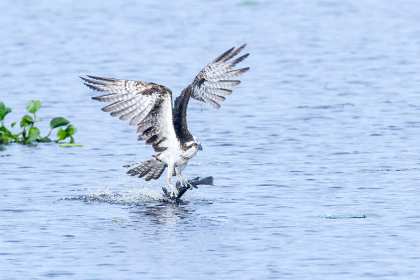 istock Osprey with catfish, Florida, USA 2163857411