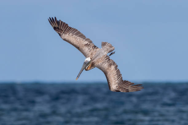 istock Brown Pelican, Lido Beach, Sarasota, Florida 2163857471