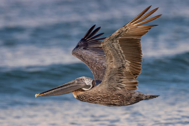 istock Brown Pelican, Lido Beach, Sarasota, Florida 2163857507