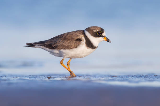 istock Semipalmated Plover, Florida, USA 2163857526