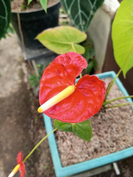 istock Mini flower or fruit plants in the yard. 2163857652