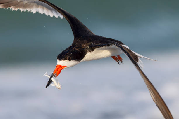 istock Black Skimmer, Florida, USA 2163857709