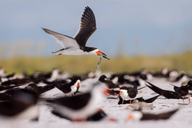 Taxon name: Black SkimmerTaxon scientific name: Rynchops nigerLocation: Lido Beach, Sarasota, Florida