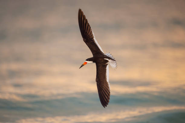 Taxon name: Black SkimmerTaxon scientific name: Rynchops nigerLocation: Lido Beach, Sarasota, Florida