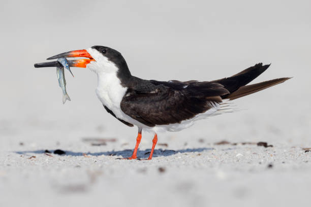 istock Black Skimmer, Florida, USA 2163857897