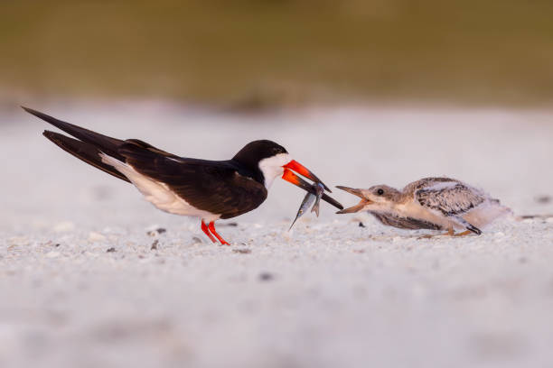 istock Black Skimmer, Florida, USA 2163857898