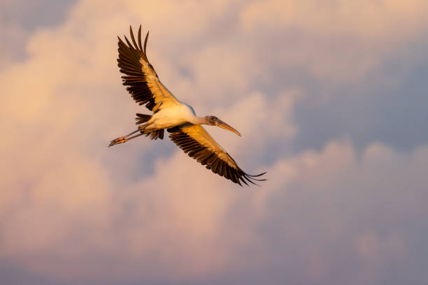 Taxon name: Wood Stork\nTaxon scientific name: Mycteria americana\nLocation: Paynes Prairie Preserve State Park, Florida, USA