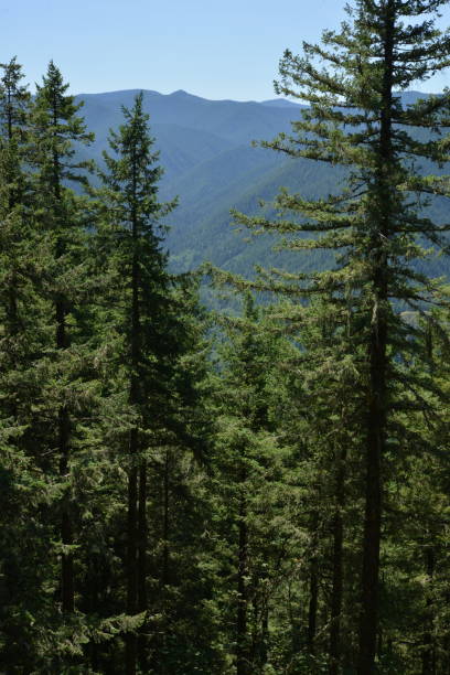 istock Small group of pine trees with a mountain ridge visible in the distance 2163858014
