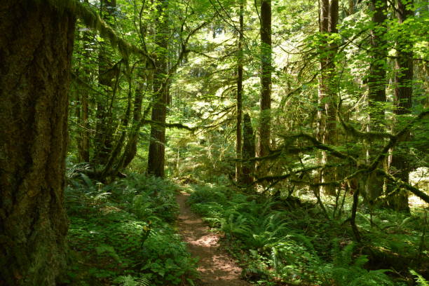 istock Hiking path between tall pine trees and lush pacific northwest foliage 2163858046