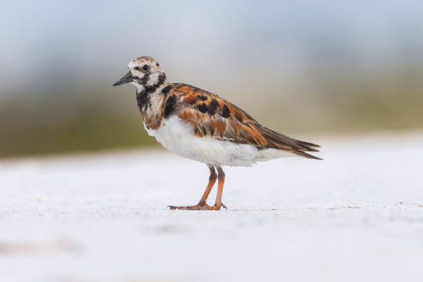 Taxon name: Ruddy Turnstone\nTaxon scientific name: Arenaria interpres\nLocation: Lido Beach, Sarasota, Florida, USA