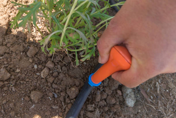 istock Gardener drilling irrigation pipe with hole puncher 2163858281