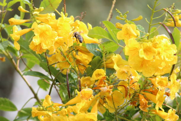 Yellow Flowers With Bee