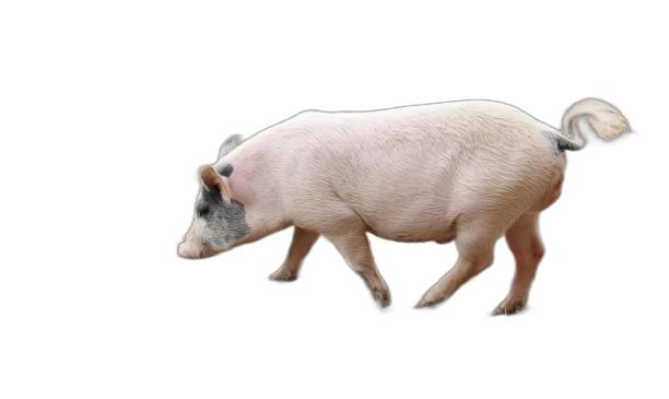 istock a photography of a pig walking across a white surface. 2163859920