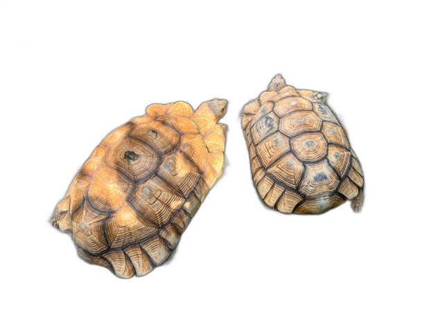 Small turtle walking and swimming in jar