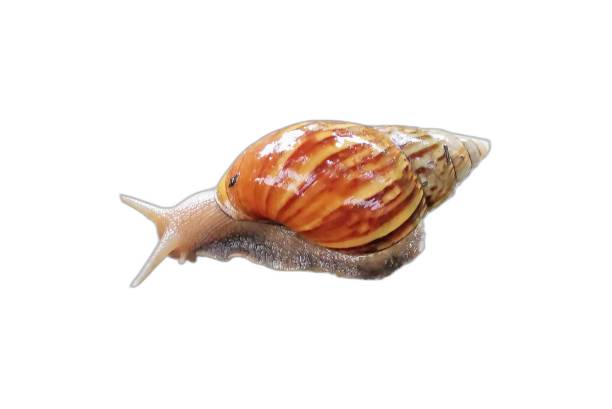 istock a photography of a snail with a red shell on its back. 2163860428