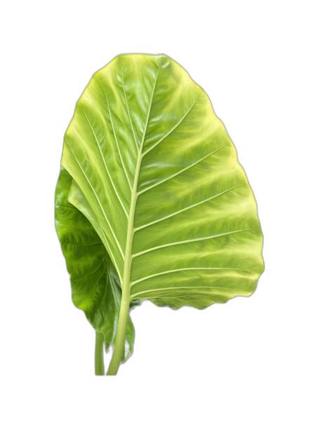 istock a photography of a large leaf with a white background. 2163860712